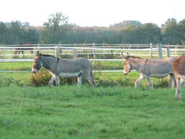 Balthazar et leonard Arrivee (35).jpg